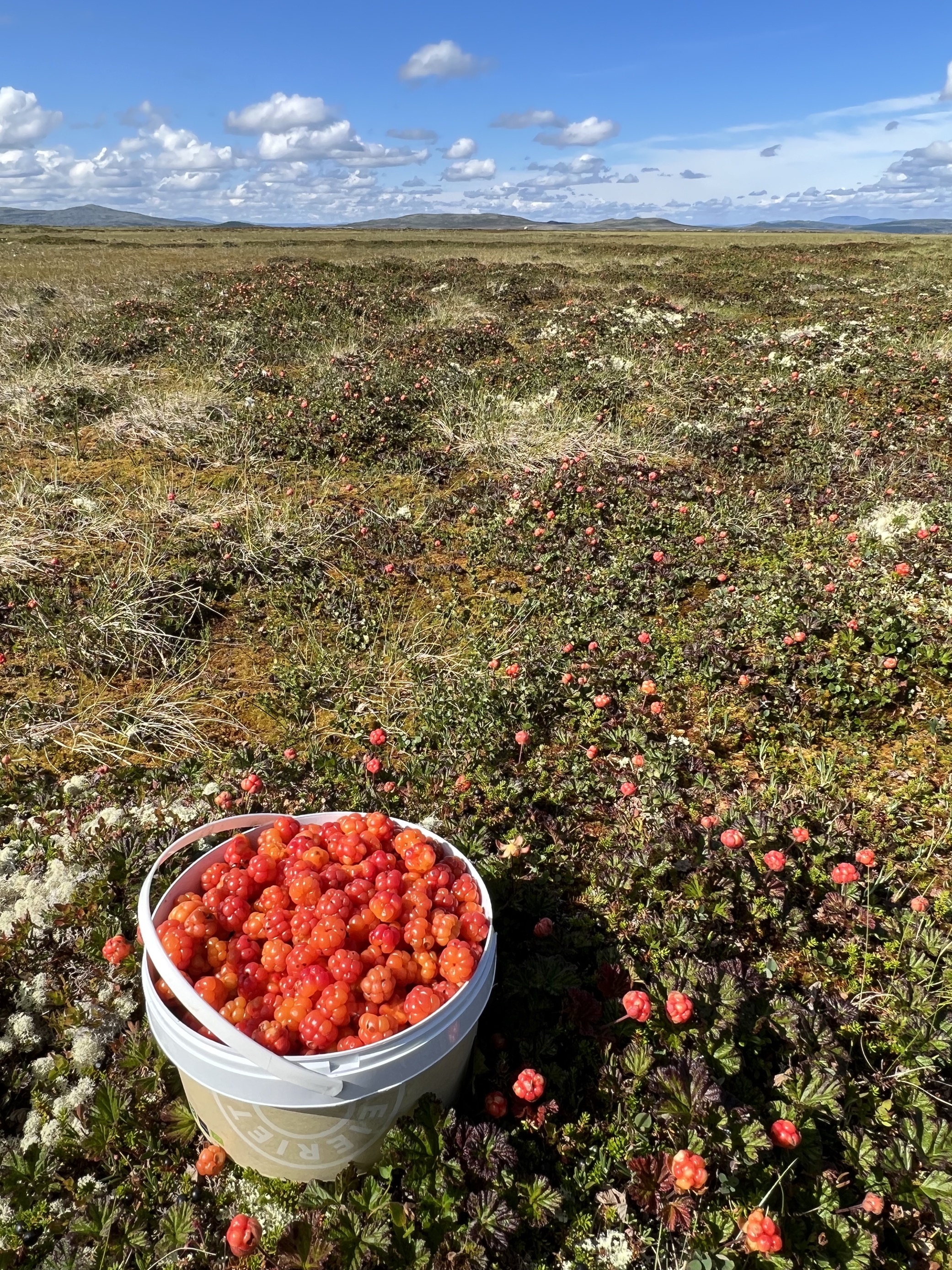 Multer i Trøndelag , 12 liter plukket