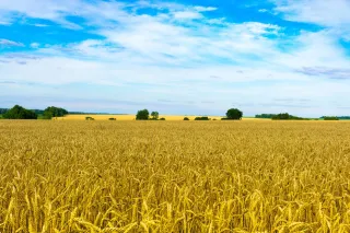 wheat