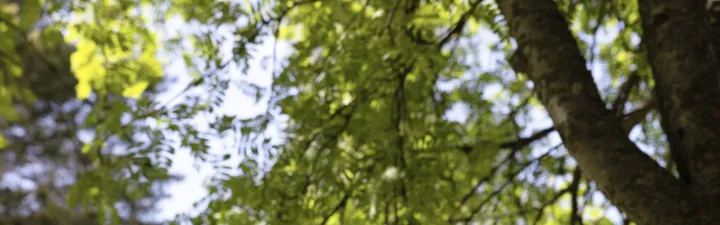 Skog og trær sett nedenfra med solen skinnende igjennom de grønne friske bladene